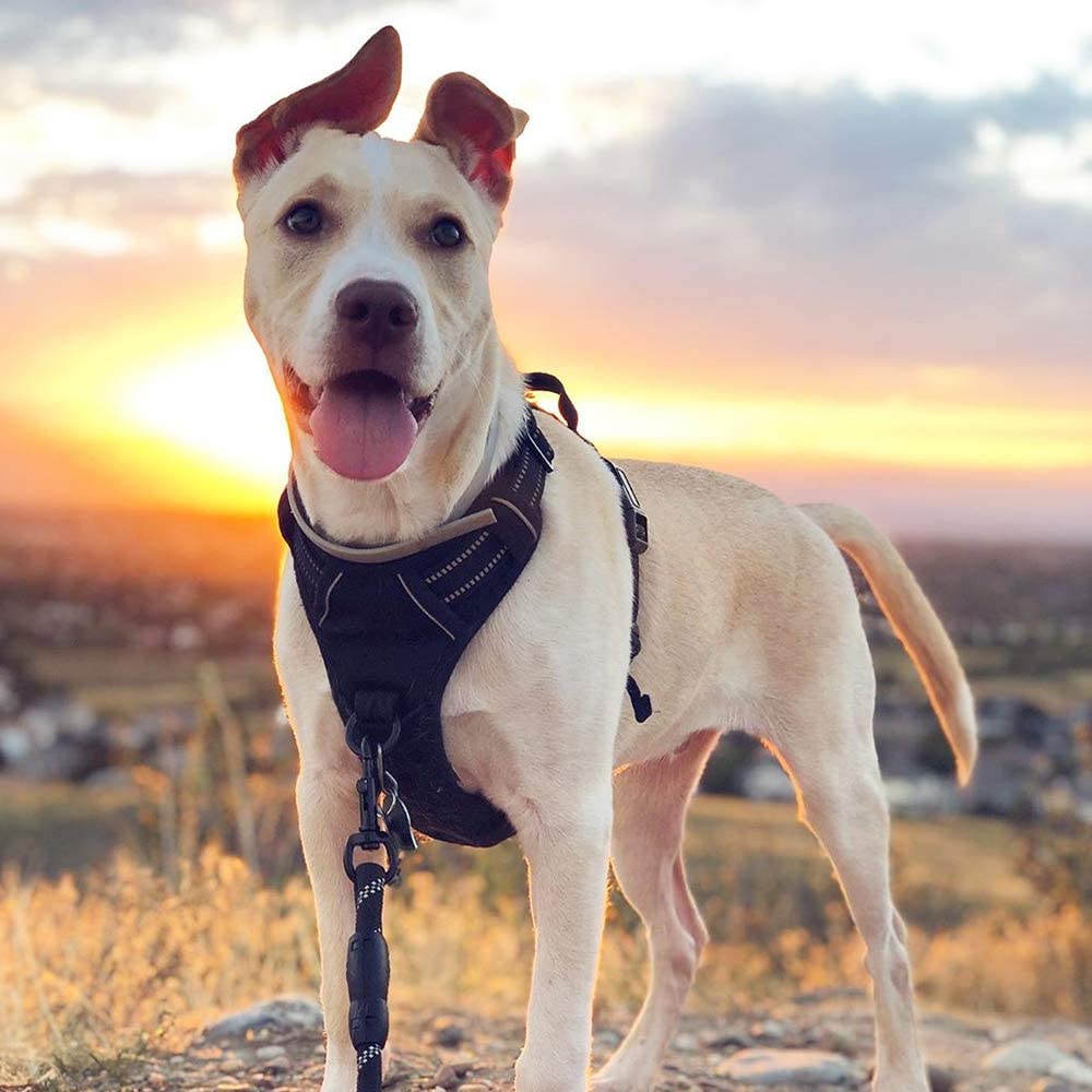 Pet Vest Harness - Image 15